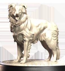 Border Collie (2)